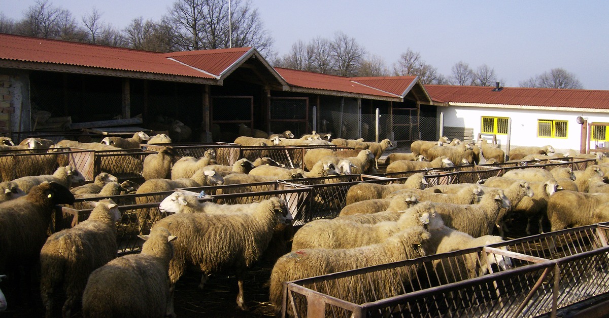 Bulgarian sheep