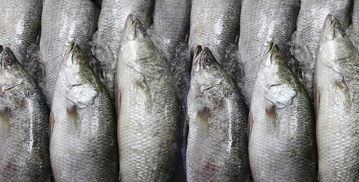 Sea Bass Market