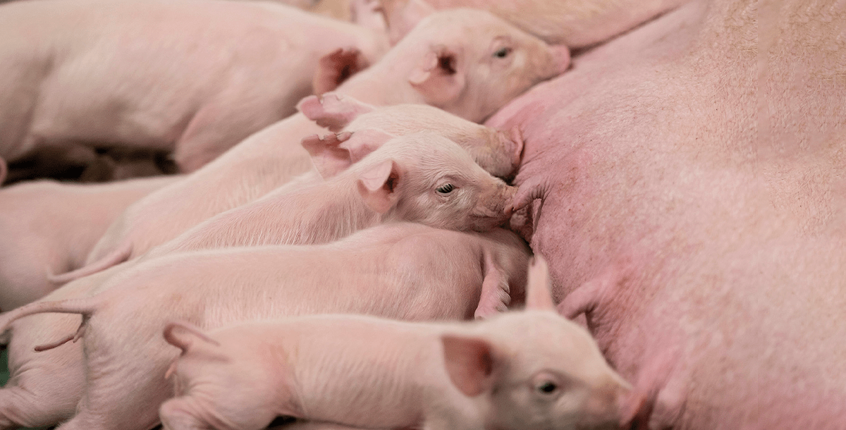 02_Piglets