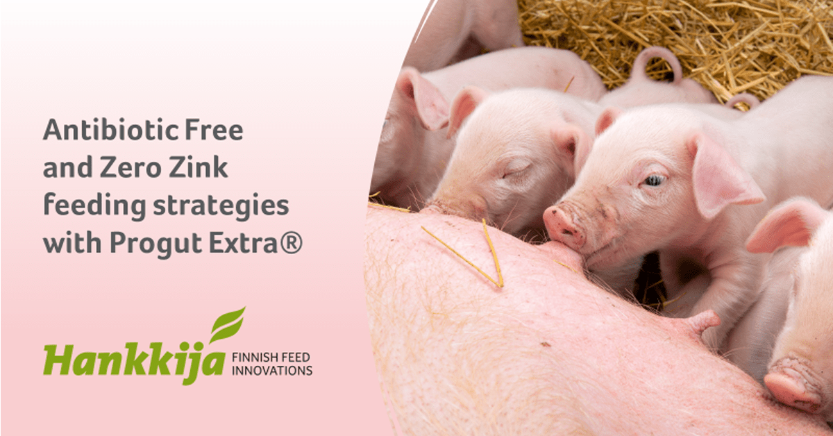 Antibiotic-Free and Zero Zinc Diets for Piglets: Hankkija’s solutions with Progut Extra®-1